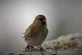 Gråsisik (Carduelis flammea)