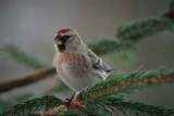 Gråsisik (Carduelis flammea)