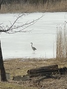 Gråhegre (Ardea cinerea)