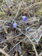 Blåveis (Hepatica nobilis)