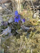 Blåveis (Hepatica nobilis)