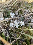 Hvitveis (Anemone nemorosa)