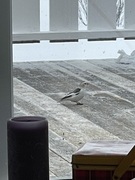 Snow bunting (Plectrophenax nivalis)