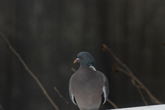 Wood Pigeon (Columba palumbus)