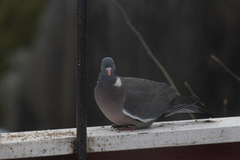 Wood Pigeon (Columba palumbus)
