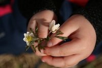 Hvitveis (Anemone nemorosa)