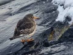 Purple Sandpiper (Calidris maritima)