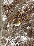 Rødstrupe (Erithacus rubecula)