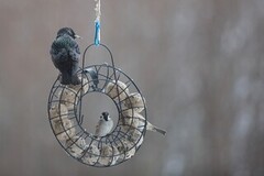 Eurasian Tree Sparrow (Passer montanus)