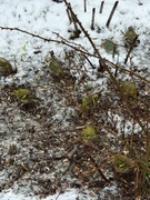 Eurasian Siskin (Spinus spinus)