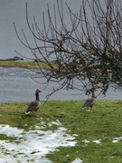 Greylag Goose (Anser anser)