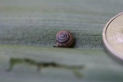Hairy Snail (Trochulus hispidus)