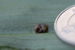 Hairy Snail (Trochulus hispidus)