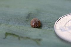 Hairy Snail (Trochulus hispidus)