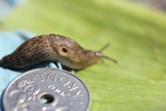 Gray field slug (Deroceras reticulatum)