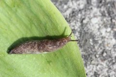 Gray field slug (Deroceras reticulatum)