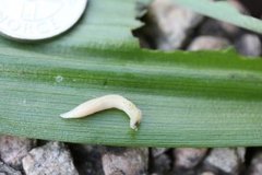 Ormesnegl (Boettgerilla pallens)