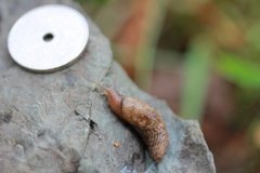 Gray field slug (Deroceras reticulatum)