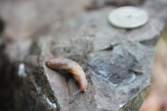 Gray field slug (Deroceras reticulatum)