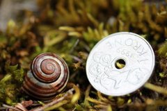White-lipped Gardensnail (Cepaea hortensis)