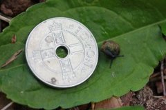 Copse Snail (Arianta arbustorum)
