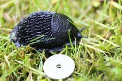 European black slug (Arion ater)