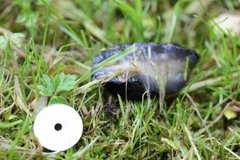 European black slug (Arion ater)