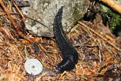 Ash-black Slug (Limax cinereoniger)