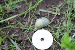 European black slug (Arion ater)