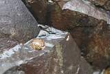 Bergsnegl (Helicigona lapicida)