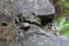 Bergsnegl (Helicigona lapicida)