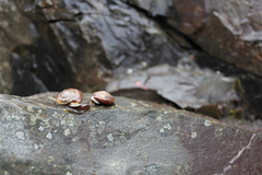 Bergsnegl (Helicigona lapicida)