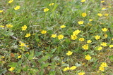 Flekkmure (Potentilla crantzii)