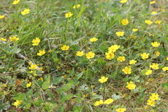 Flekkmure (Potentilla crantzii)