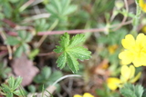 Flekkmure (Potentilla crantzii)