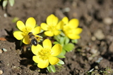 Dronefluer (Eristalis)