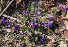 Marsfiol (Viola odorata)