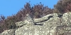 Spurvehauk (Accipiter nisus)