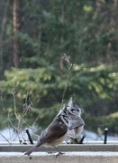 Toppmeis (Lophophanes cristatus)