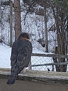 Spurvehauk (Accipiter nisus)