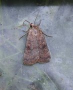 Six-striped Rustic (Xestia sexstrigata)