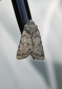 Lyst klippefly (Epipsilia grisescens)