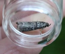 Brown Pine Knot-horn (Dioryctria simplicella)