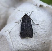 Garden Dart (Euxoa nigricans)