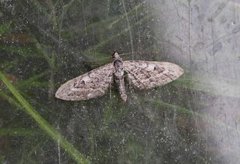 Lyngdvergmåler (Eupithecia nanata)