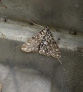 Brown China-mark (Elophila nymphaeata)