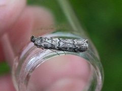 Brown Pine Knot-horn (Dioryctria simplicella)