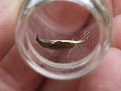 Honeysuckle Moth (Ypsolopha dentella)