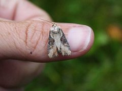 Double Lobed (Lateroligia ophiogramma)