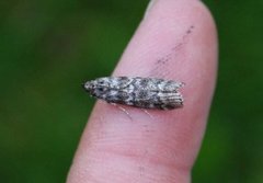 Brown Pine Knot-horn (Dioryctria simplicella)